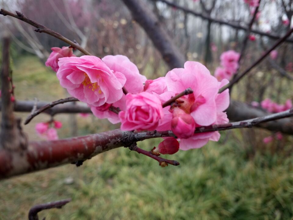 伟志模板春季花开了欢迎大家到伟志来