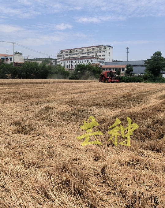伟志钢模板厂家附近的麦子熟了