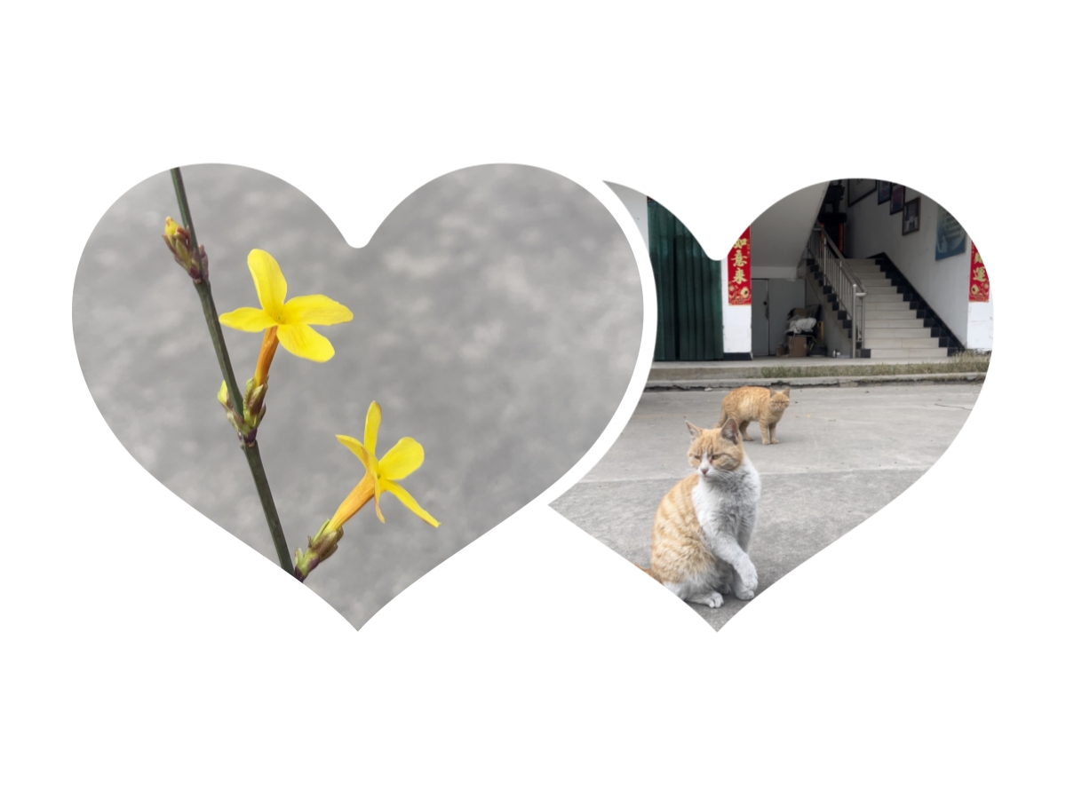 迎春花已开，伟志钢模板“马力”全开